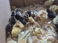 Quails — الصورة 4