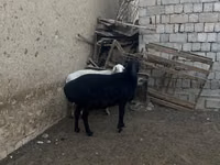 भेड़ें (लॉट, लिंग निर्दिष्ट नहीं), भेड़ — फ़ोटो 3