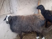 Widder, Hissar sheep — Foto 3