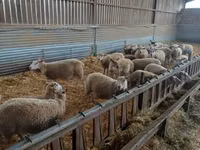 Schaf, Rouge de l’Ouest sheep — Foto 2