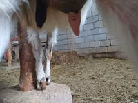 Ziegenbock, Beetal goats — Foto 1