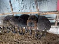 كبش, Hissar sheep — الصورة 3