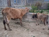 母牛, Cattle — 照片 5
