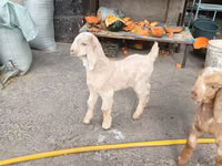 Ziegen (Partie, Geschlecht nicht angegeben), Beetal goats — Foto 3