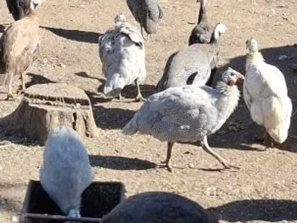 Guinea fowl