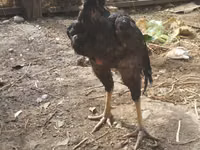 Chickens — Foto 1