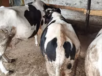 Bulle, Russian Black pied cattle — Foto 4