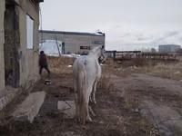 Caballo, Caballos — foto 3