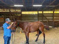 Hengst, Standardbred — Foto 3