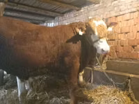 Bulle, Limousin-Kuh — Foto 3