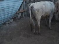 Bulle, Simmental cattle — Foto 3
