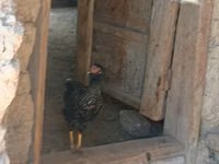 Chickens — Foto 1