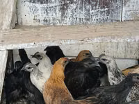 Chickens — Foto 2