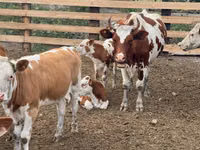 Cow, Swiss cattle — photo 4