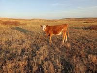 Cow, Simmental cattle — photo 4