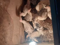 Turkeys — फ़ोटो 1