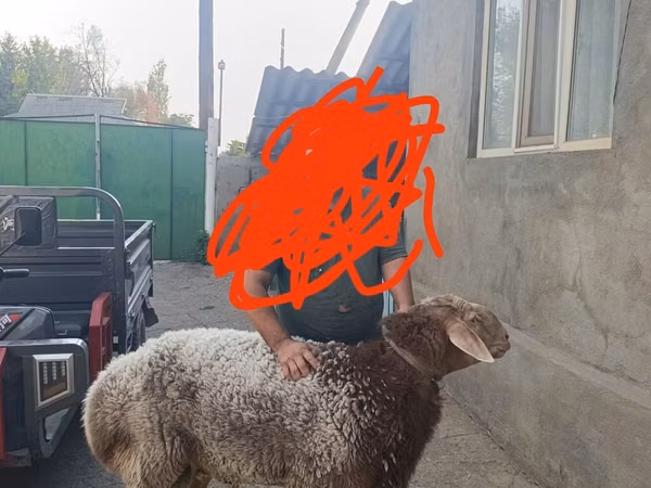 Carnero, Tian-Shan semifinewool sheep