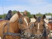 Mare, Horses — photo 7