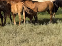 Caballo, Kazakh horse — foto 2