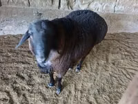 كبش, الأغنام — الصورة 1