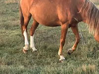 Бээ, Аттар — сүрөт 3