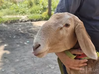 Widder, Arashan sheep — Foto 4