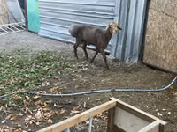 Schaf, Edilbay sheep — Foto 2