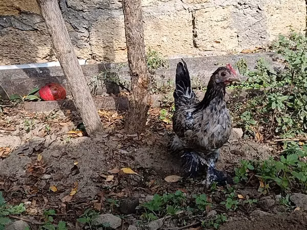 日本矮脚鸡