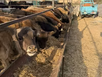 Toro, Swiss cattle — foto 3