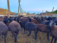 نعجة, Edilbay sheep — الصورة 2