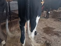 Toro, Russian Black pied cattle — foto 3