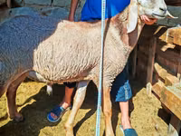 كبش, Arashan sheep — الصورة 2