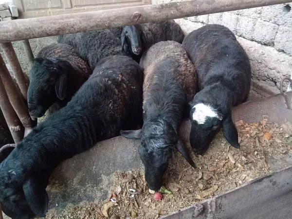 Widder, Rhon sheep