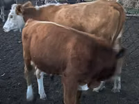 Toro, Simmental cattle — foto 4