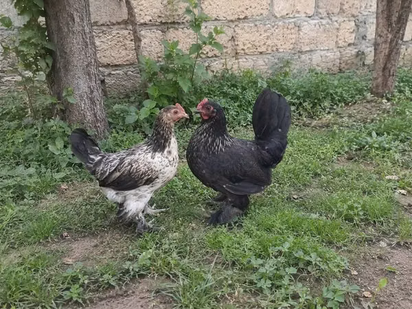日本矮脚鸡