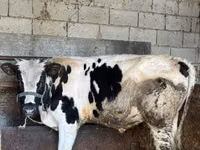 Toro, Russian Black pied cattle — foto 1