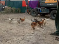 Chickens — Foto 3