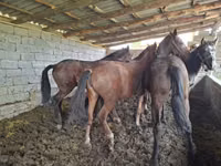 Horse (M), Horses — photo 1