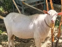 Cabra, Saanen goat — foto 1