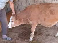 公牛, Simmental cattle — 照片 3