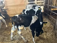 Bulle, Russian Black pied cattle — Foto 6