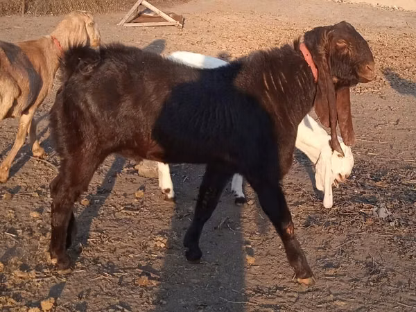 تيس, Kamori goats — قيرغيزستان