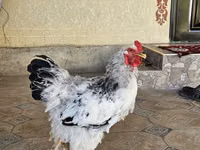 Brahma — Foto 6