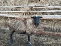 Widder, Romanov sheep — Foto 1