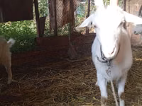 Ziege, Saanen goat — Foto 1
