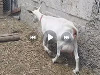 बकरी, Saanen goat — फ़ोटो 2