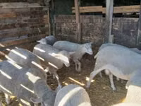 Sheep, Sheep — photo 4