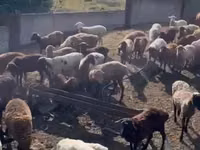 Schaf, Edilbay sheep — Foto 6