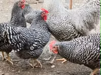 Chickens — Foto 3