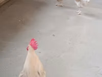 Chickens — Foto 8